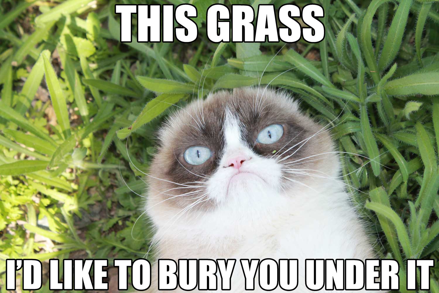 Grumpycat Meme