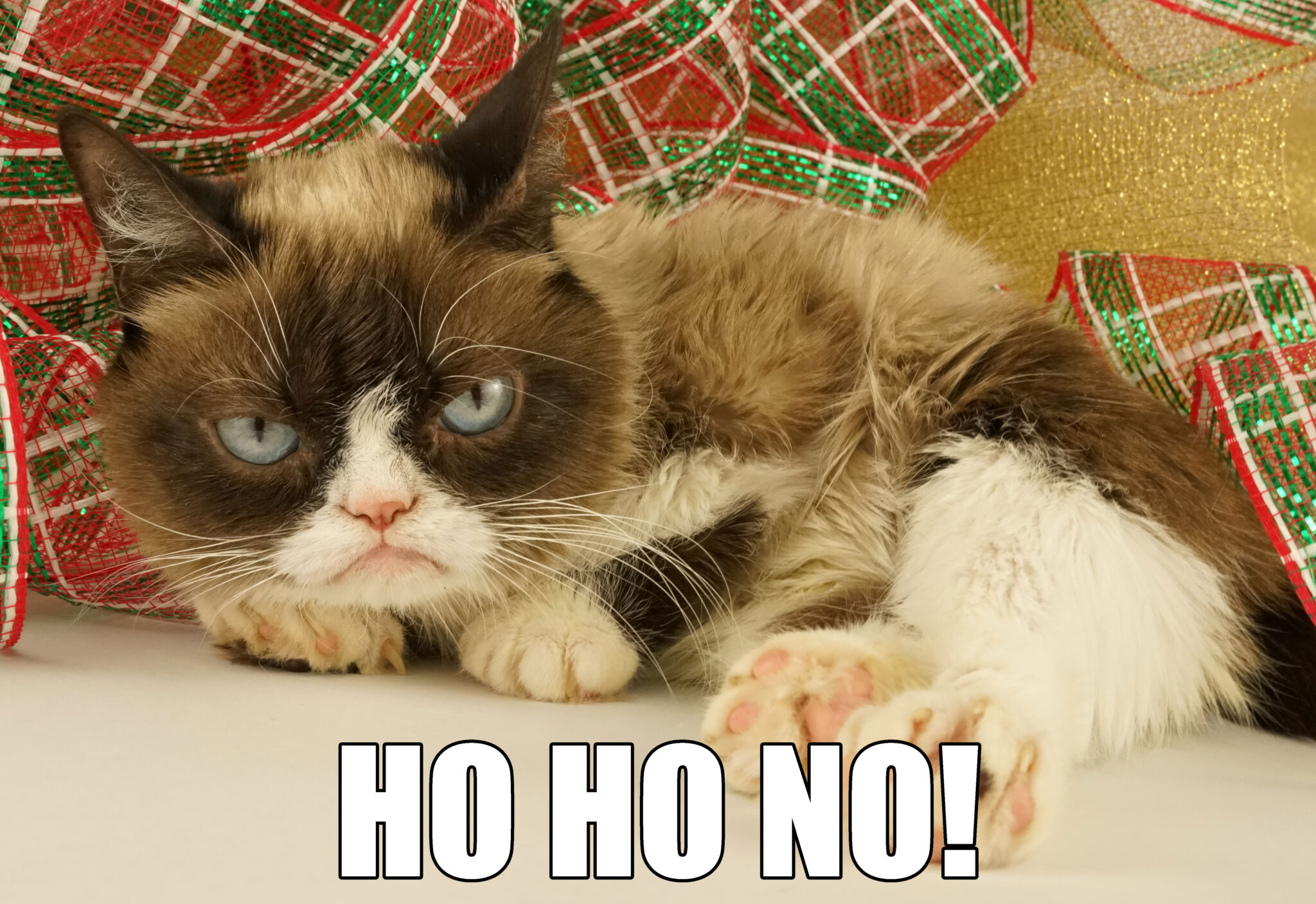 Grumpycat Meme